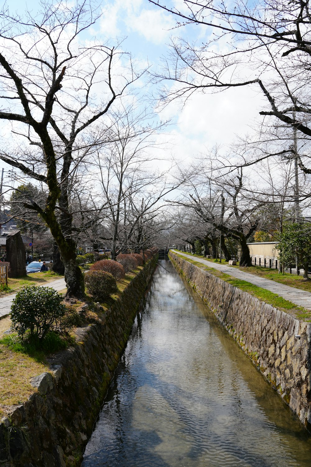 a river running through a lush green park