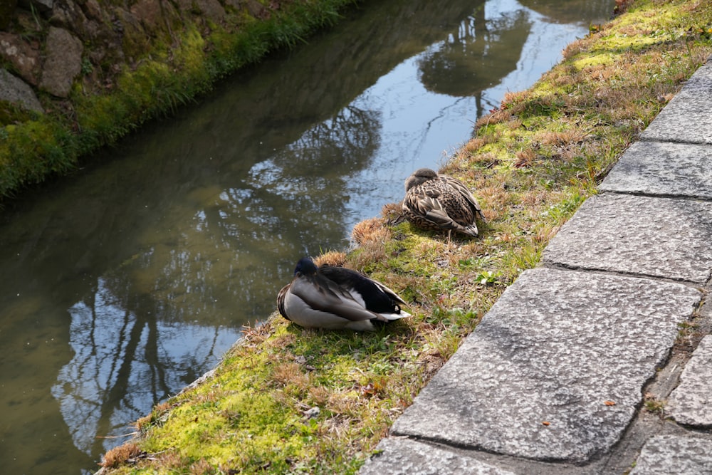 a couple of ducks sitting on the side of a river