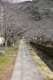 a walkway lined with trees next to a river