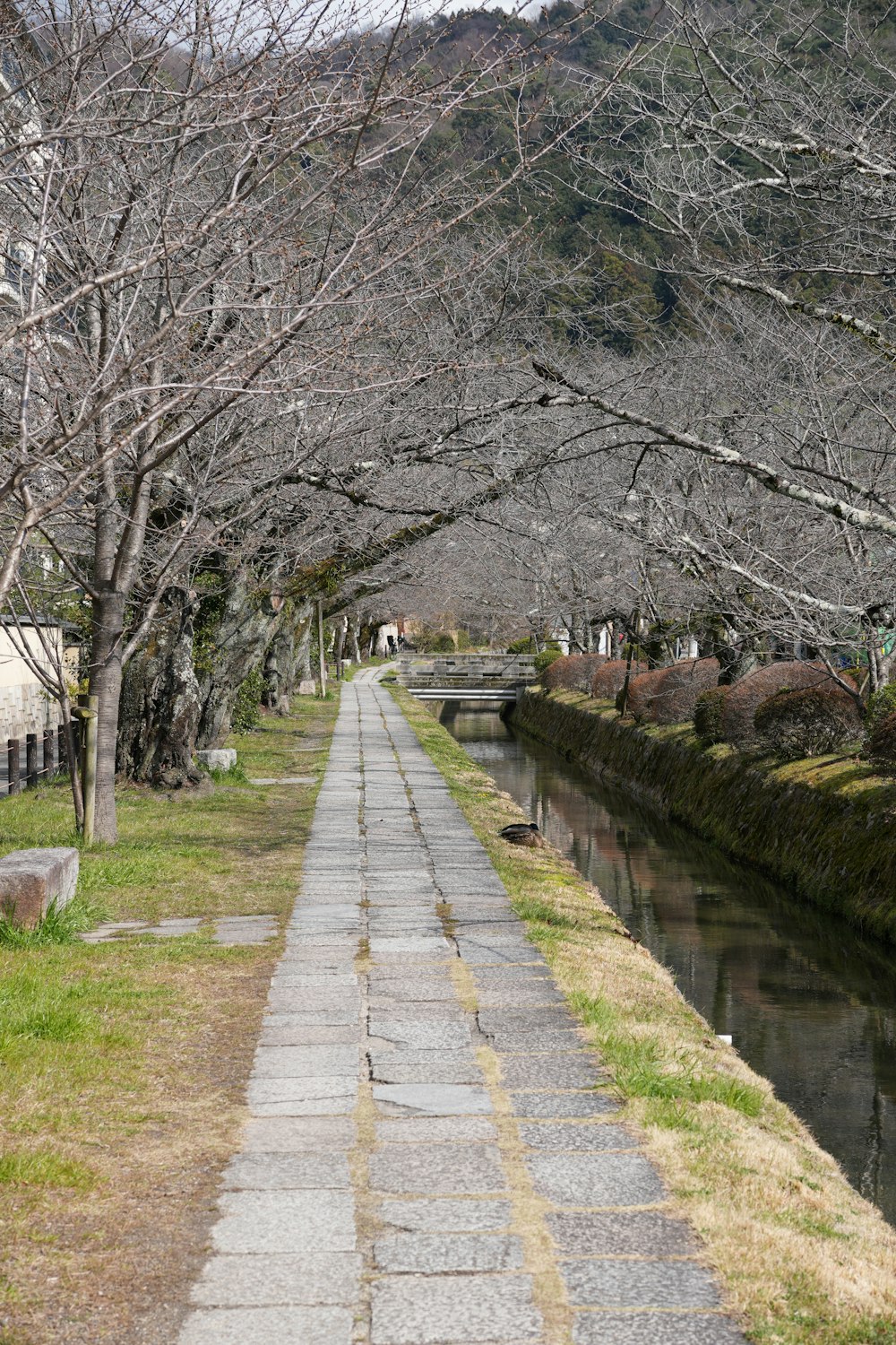 a walkway lined with trees next to a river