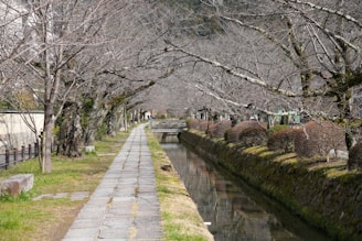 Best Cherry Blossoms in Japan: philosopher's path, kyoto
