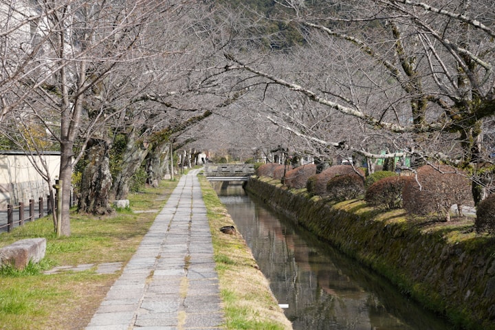Best Cherry Blossoms in Japan: philosopher's path, kyoto