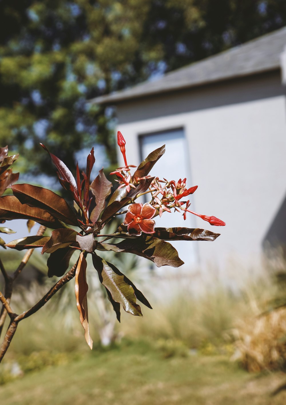 a plant with red flowers in front of a house