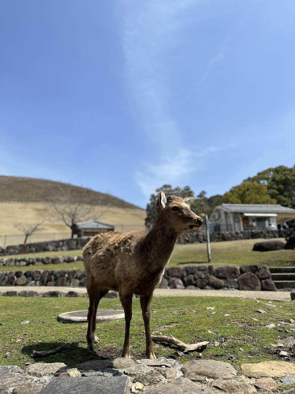 a brown goat standing on top of a lush green field