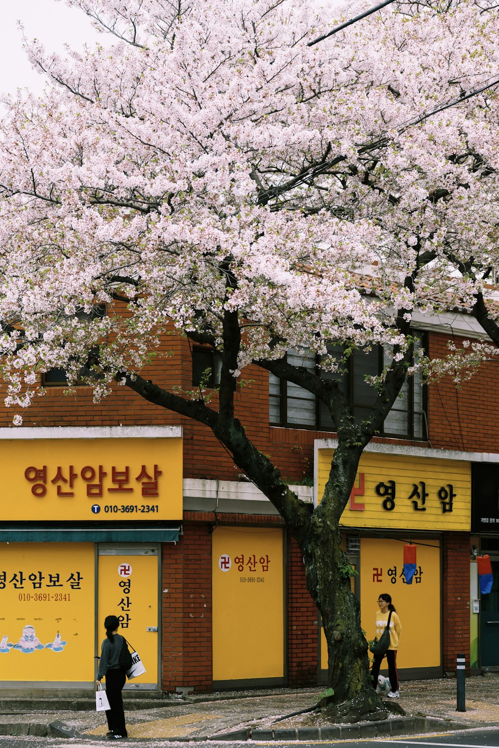 a tree with white flowers in front of a store