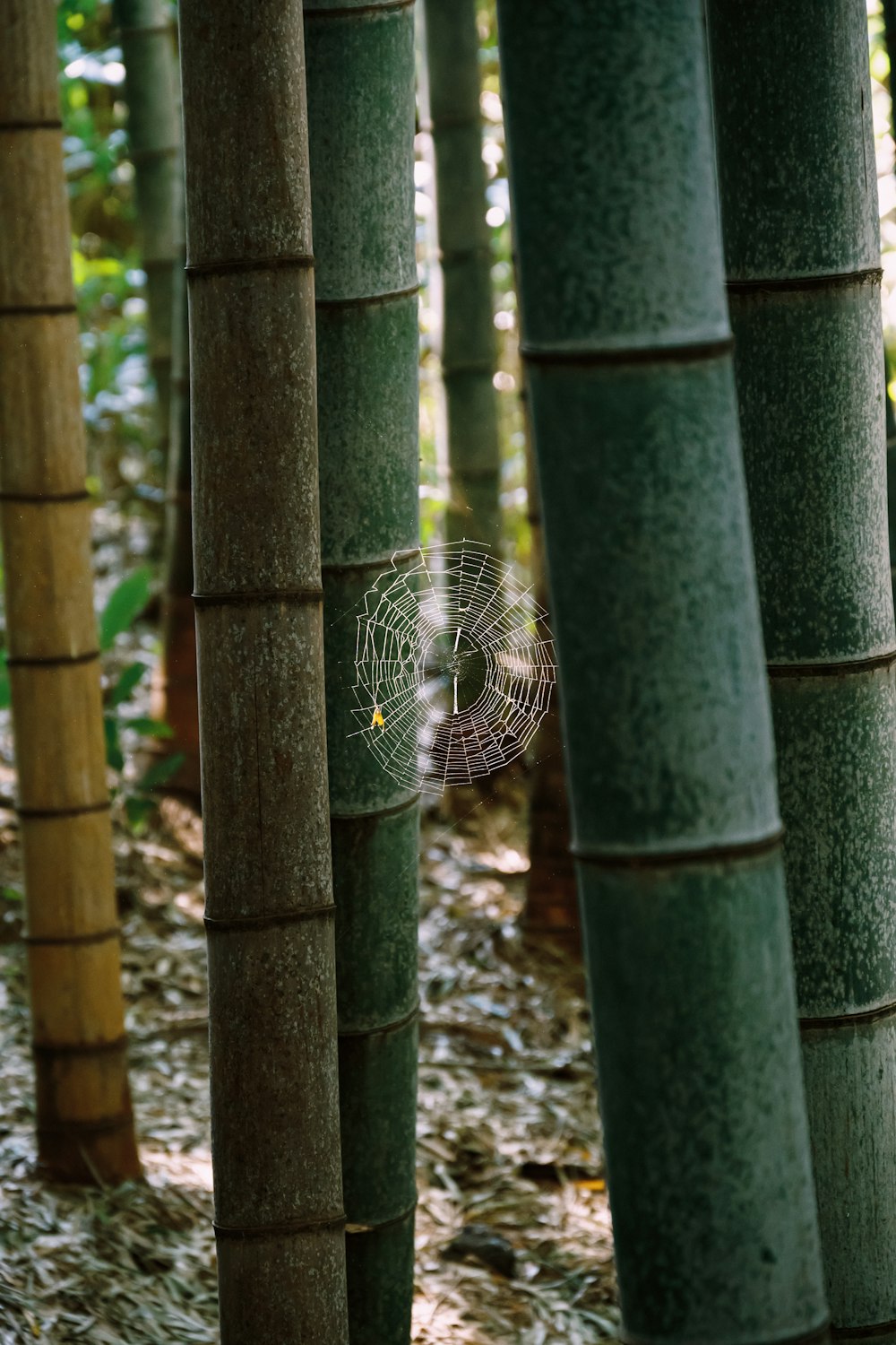 a spider web hanging from the side of a bamboo tree