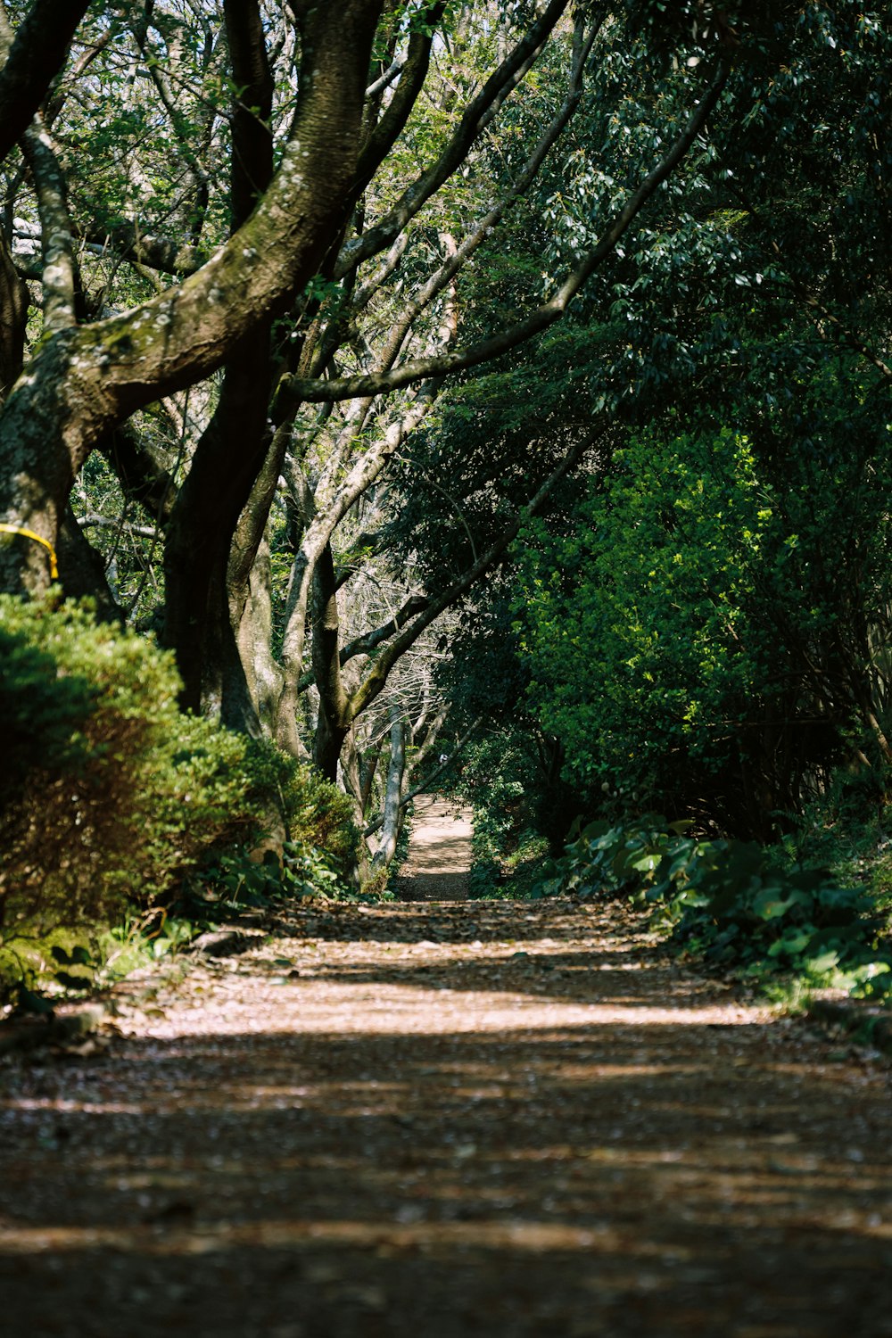 a dirt road surrounded by trees and bushes