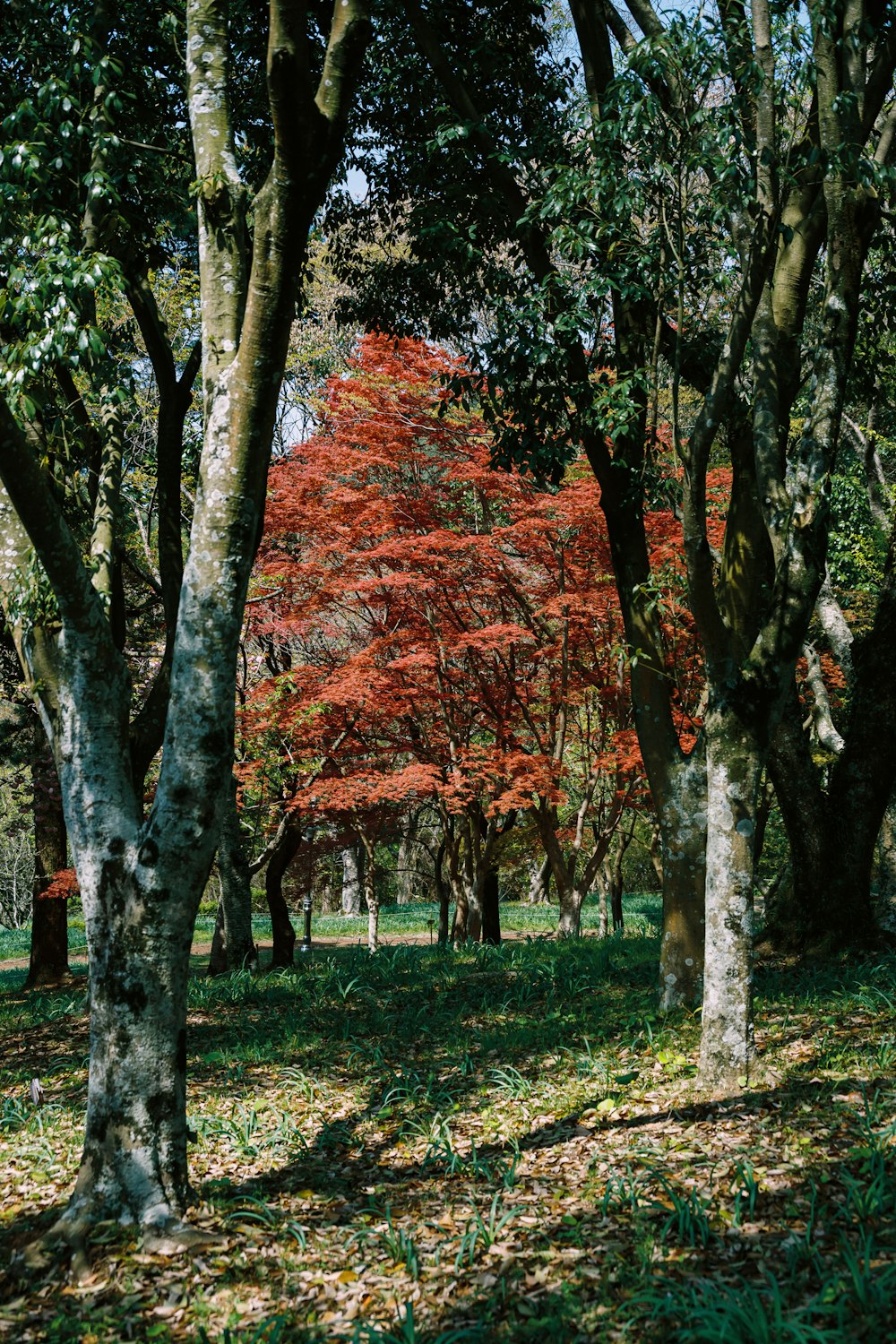 a group of trees that are in the grass