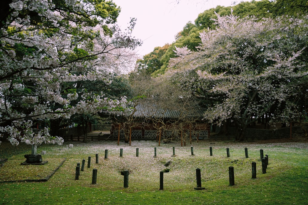 a circle of trees in a grassy area with a building in the background