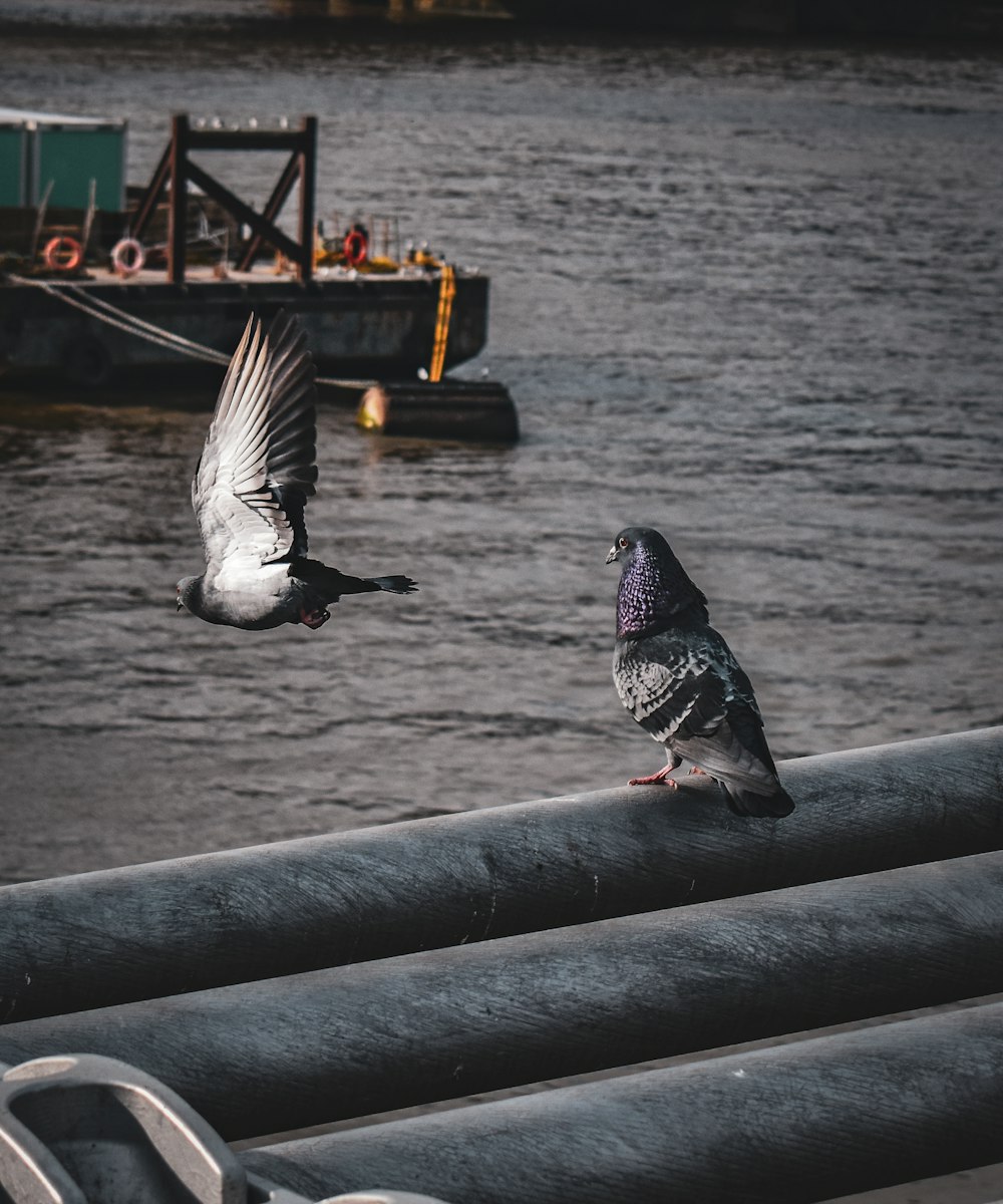 a pigeon sitting on a rail near a body of water