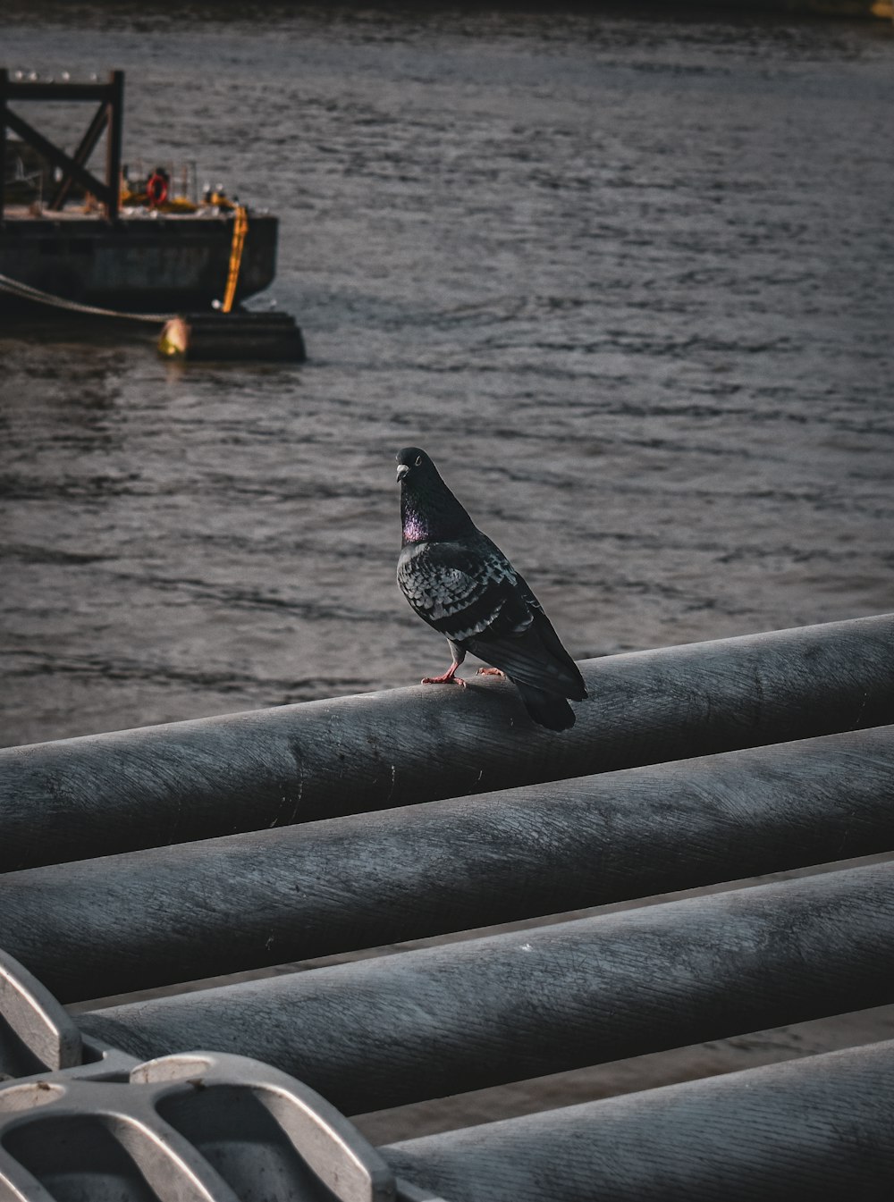 a pigeon sitting on a rail near a body of water