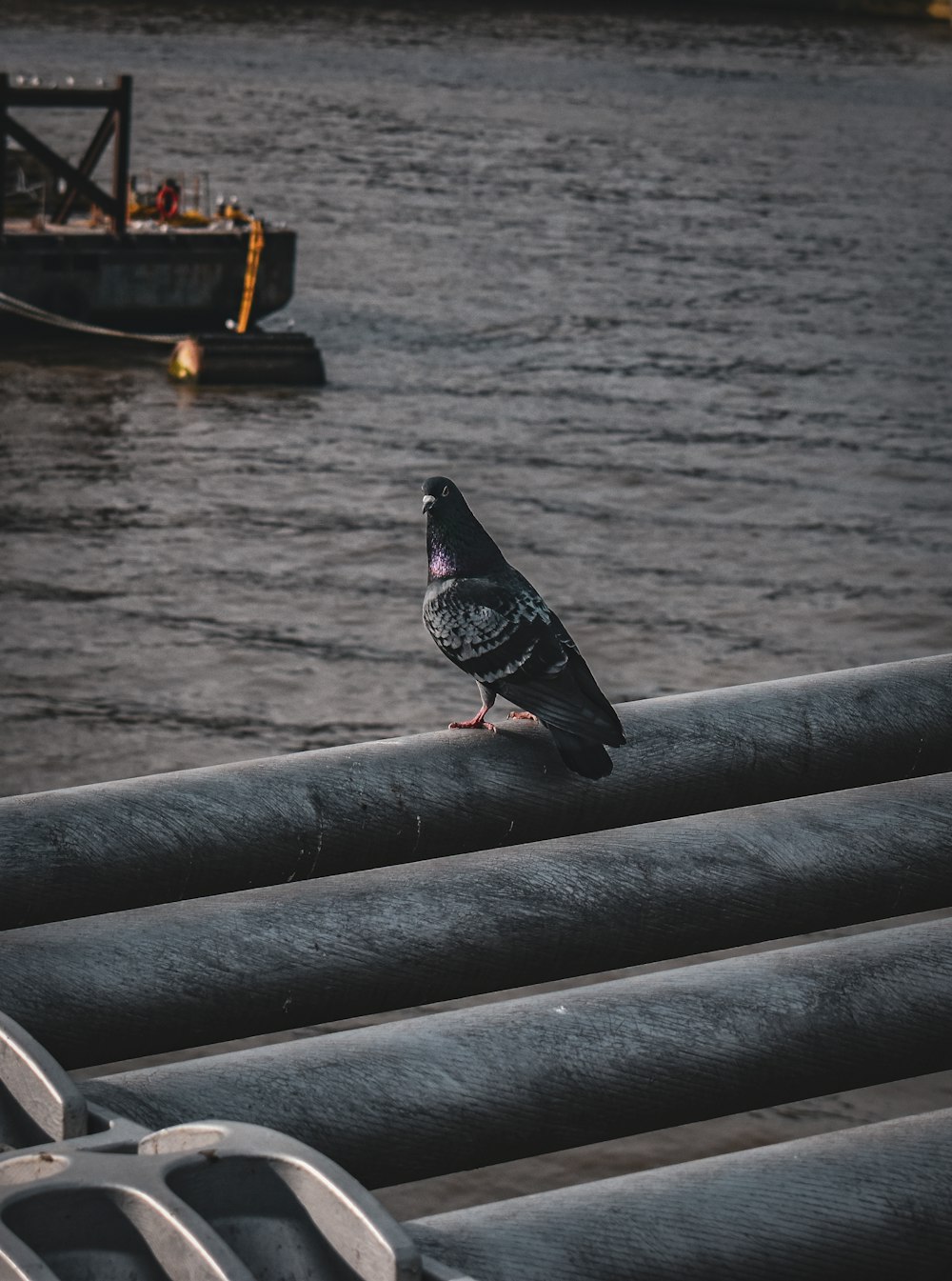 un pigeon assis sur un rail près d’un plan d’eau