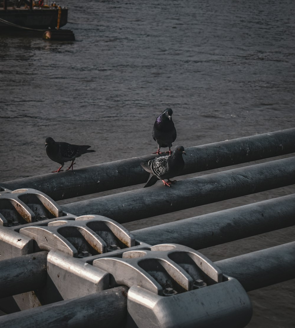 un couple d’oiseaux assis au sommet d’une clôture métallique