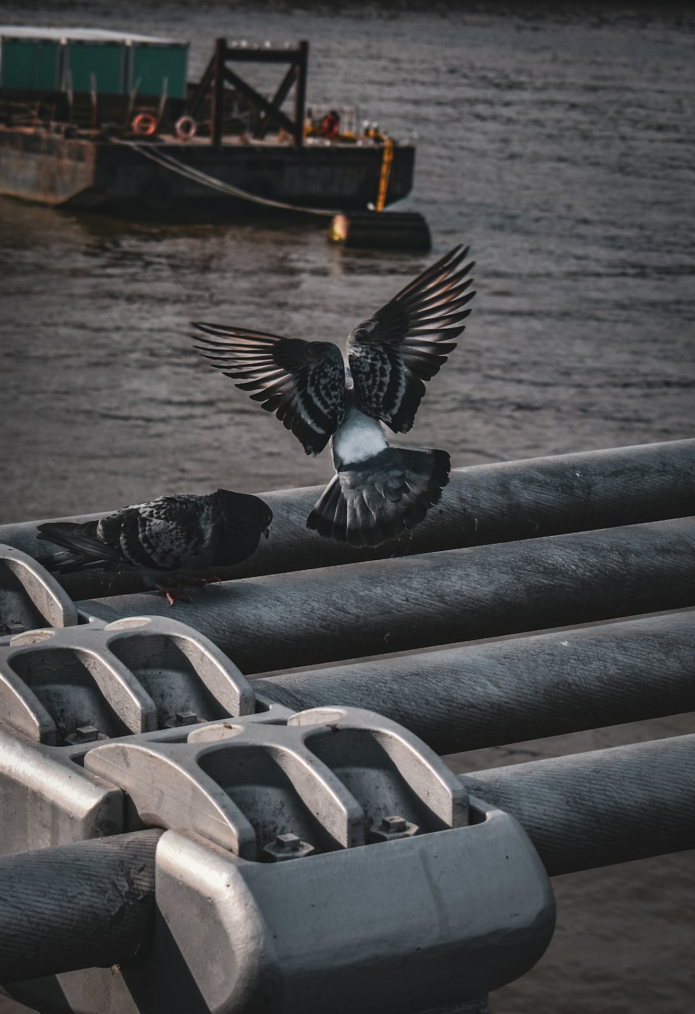 a black bird landing on the back of a boat
