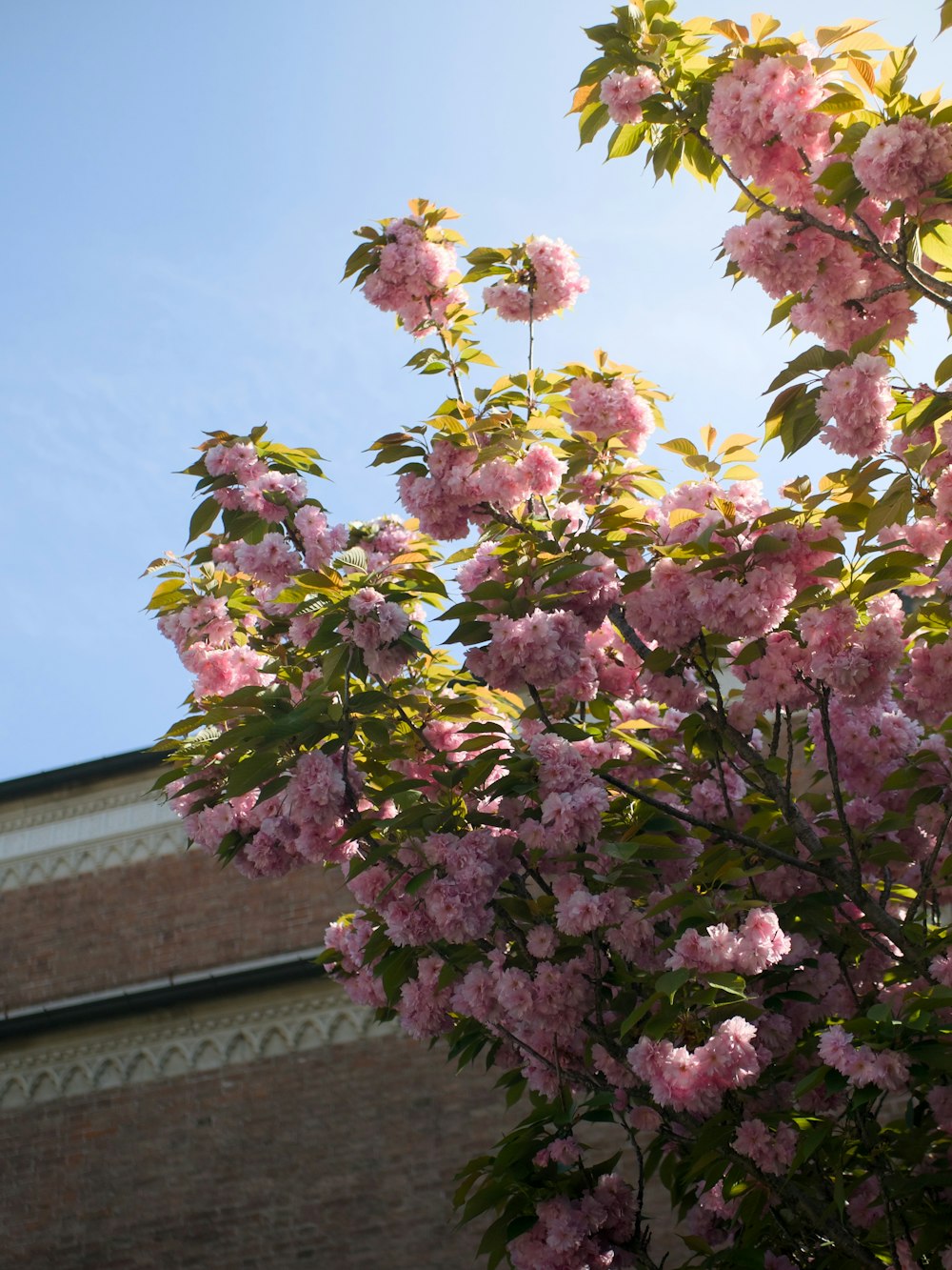 a tree with pink flowers in front of a brick building