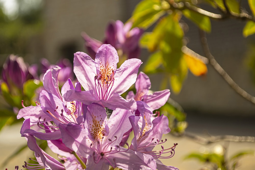 a bunch of purple flowers that are on a tree