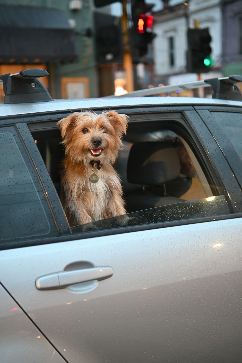 a small dog sitting in the drivers seat of a car