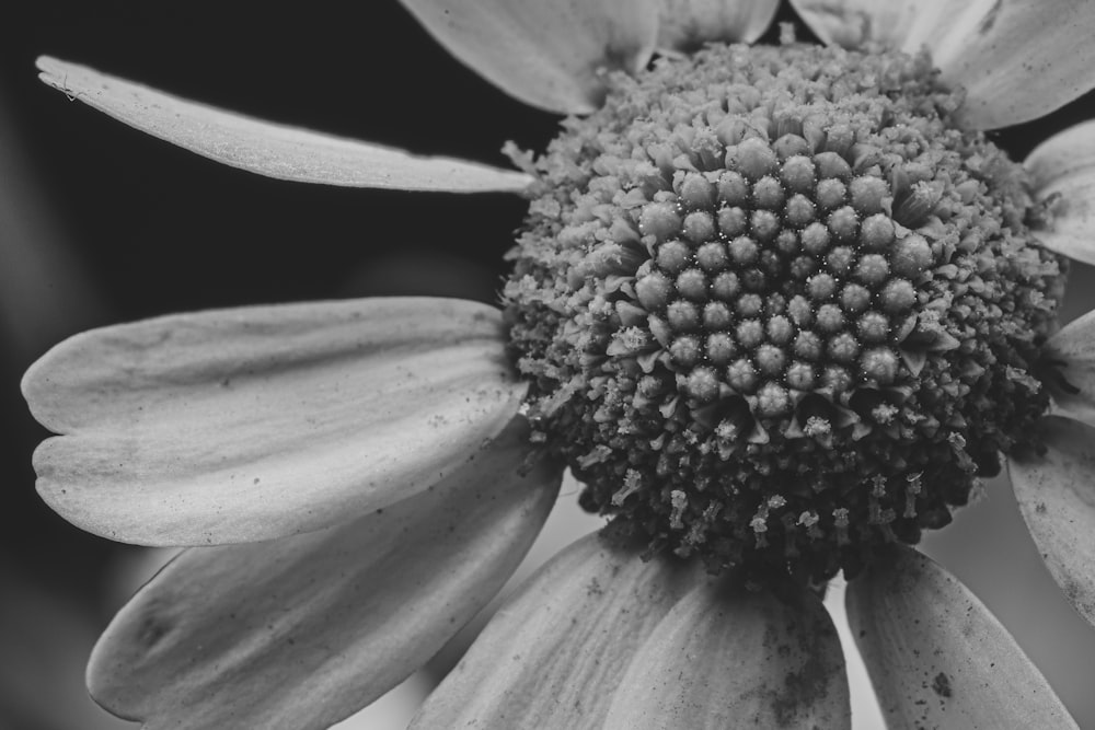 a black and white photo of a flower