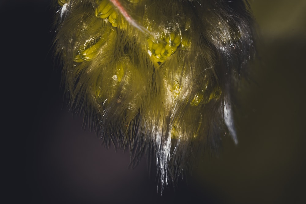 a close up of a plant with yellow flowers