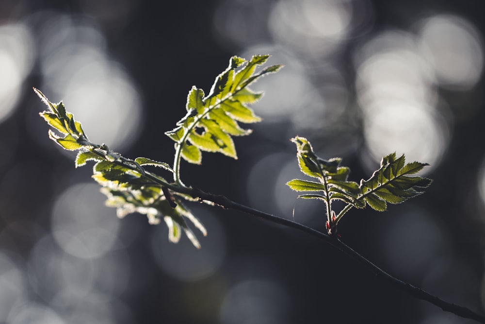 a close up of a branch with leaves