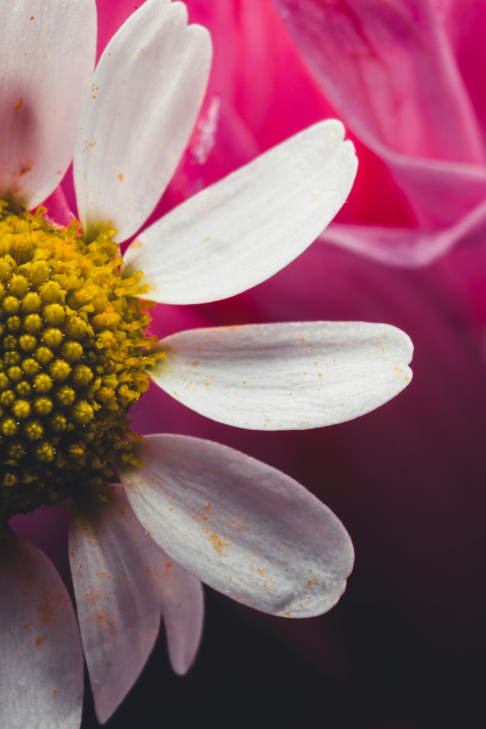 a close up of a white and yellow flower