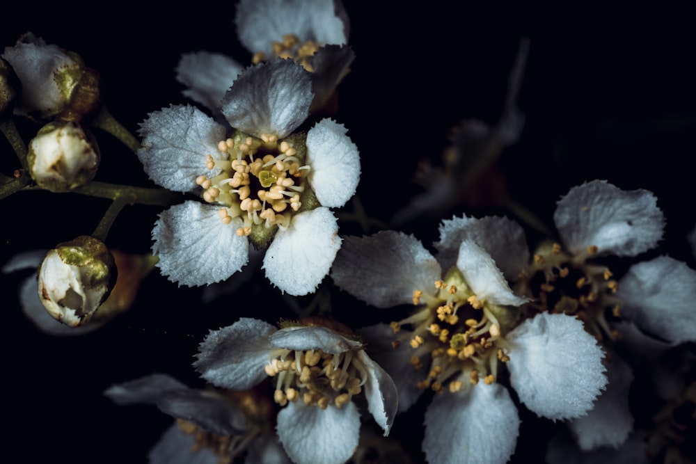 a bunch of white flowers on a black background