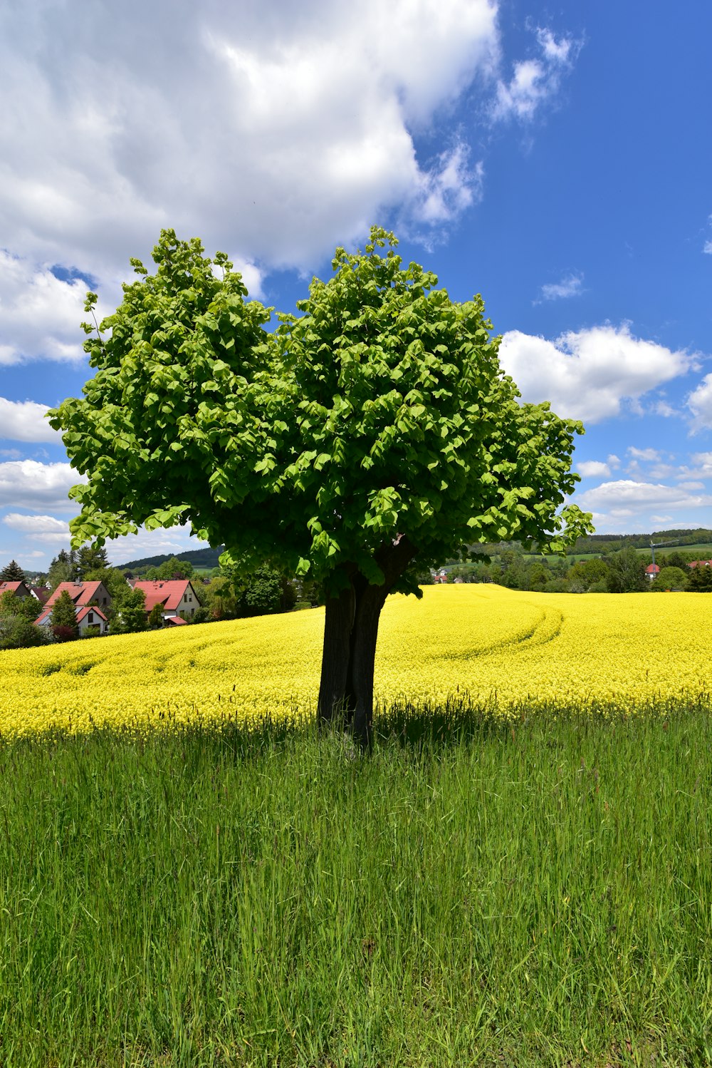 a lone tree in a field of yellow flowers