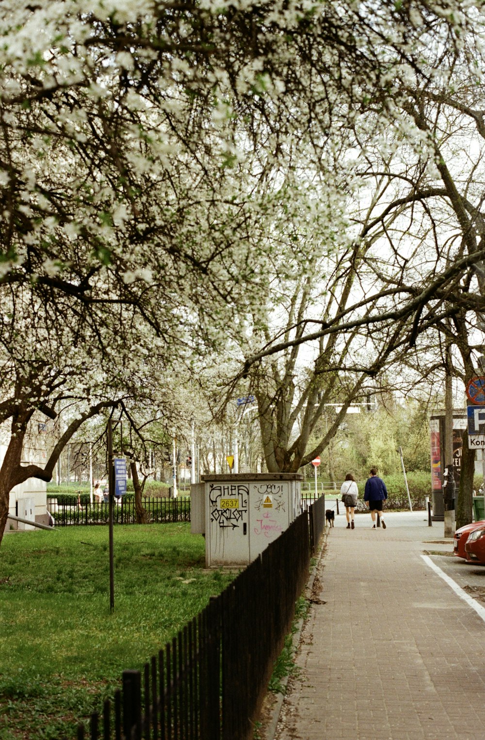 a tree with white flowers on it next to a sidewalk