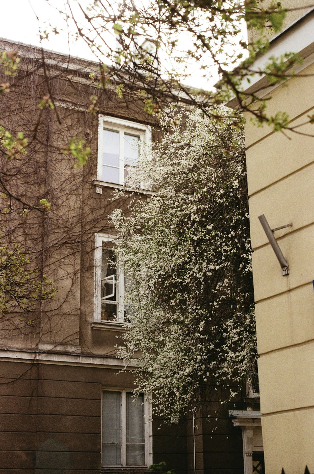 a building with a tree in front of it