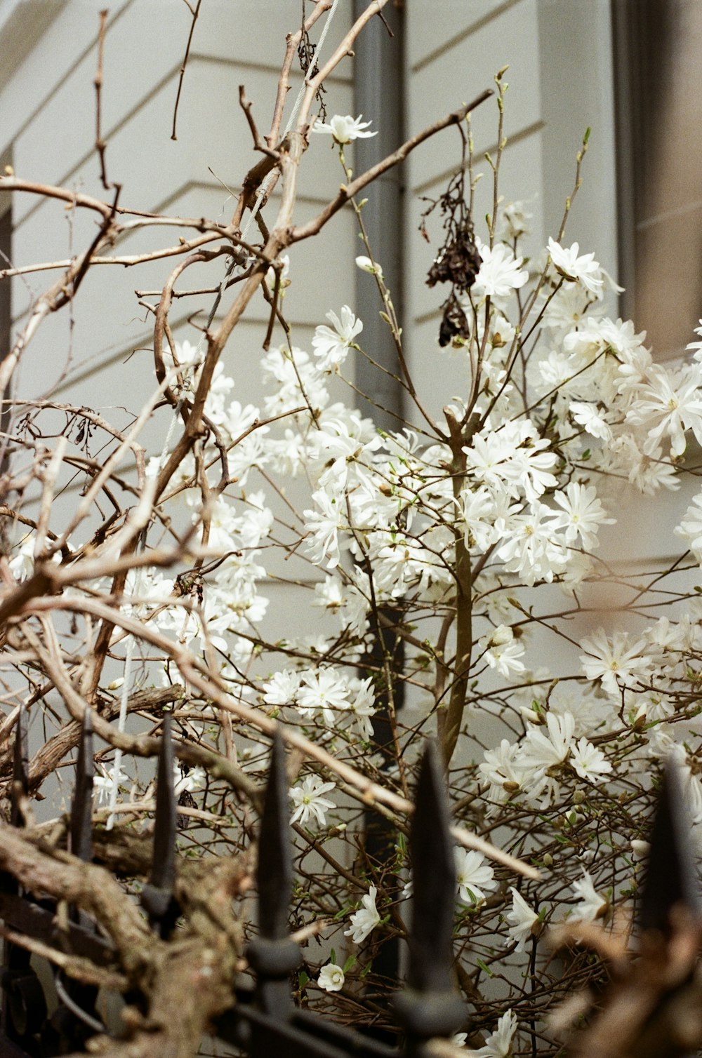 a bush with white flowers in front of a house