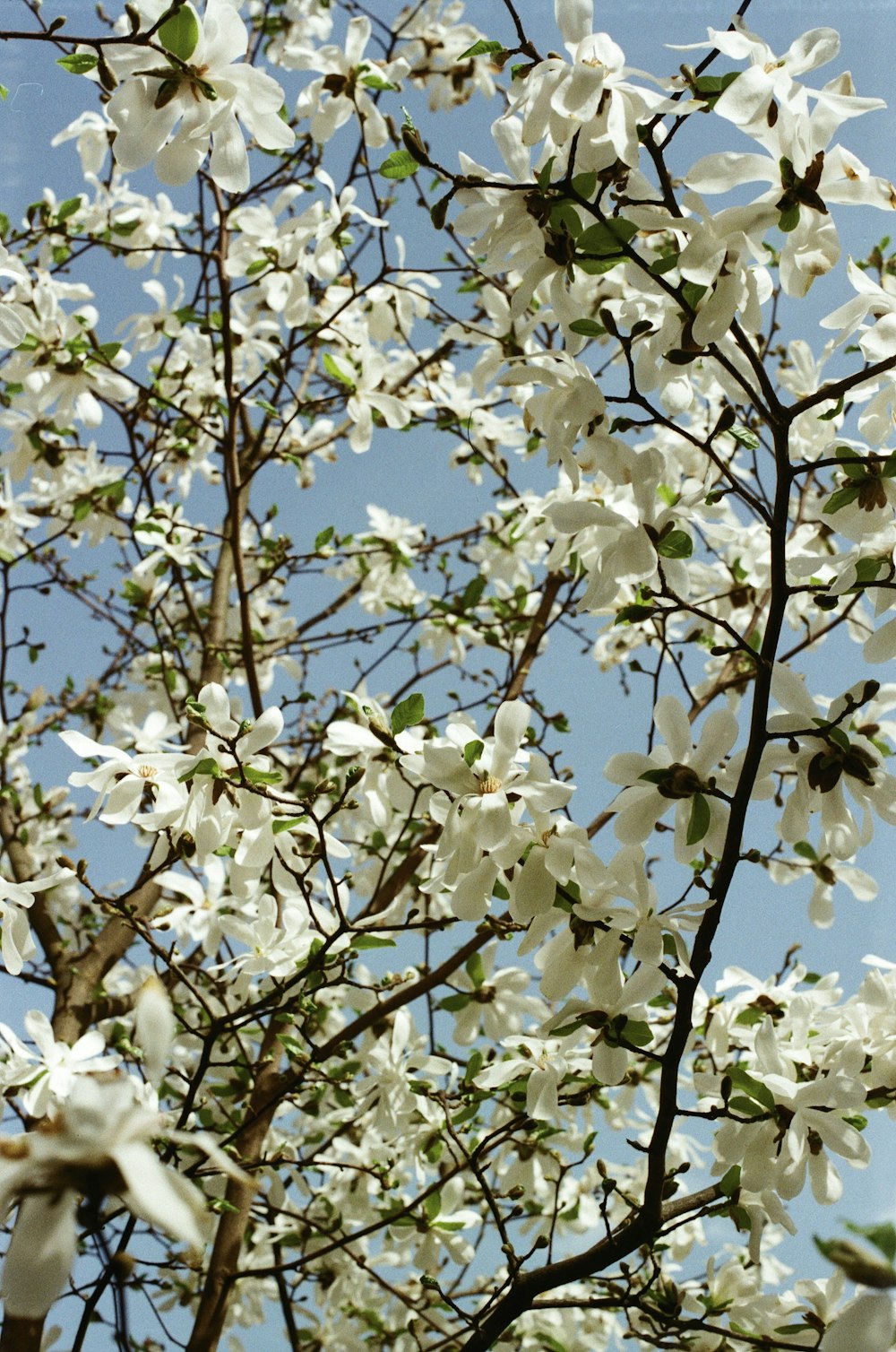 a tree with white flowers and green leaves