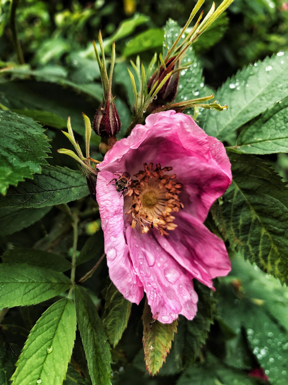 a pink flower with water droplets on it