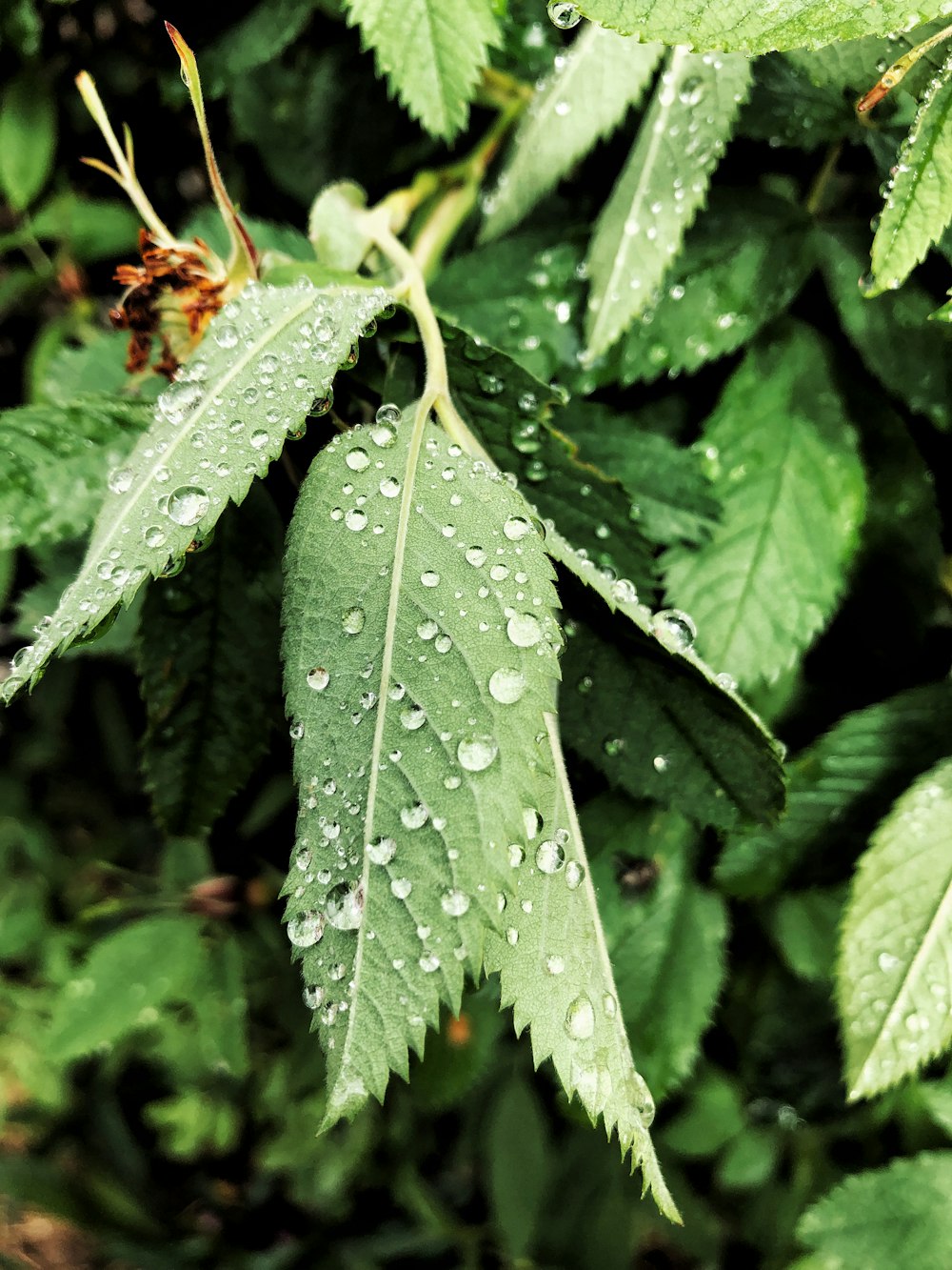 a green leaf with water droplets on it