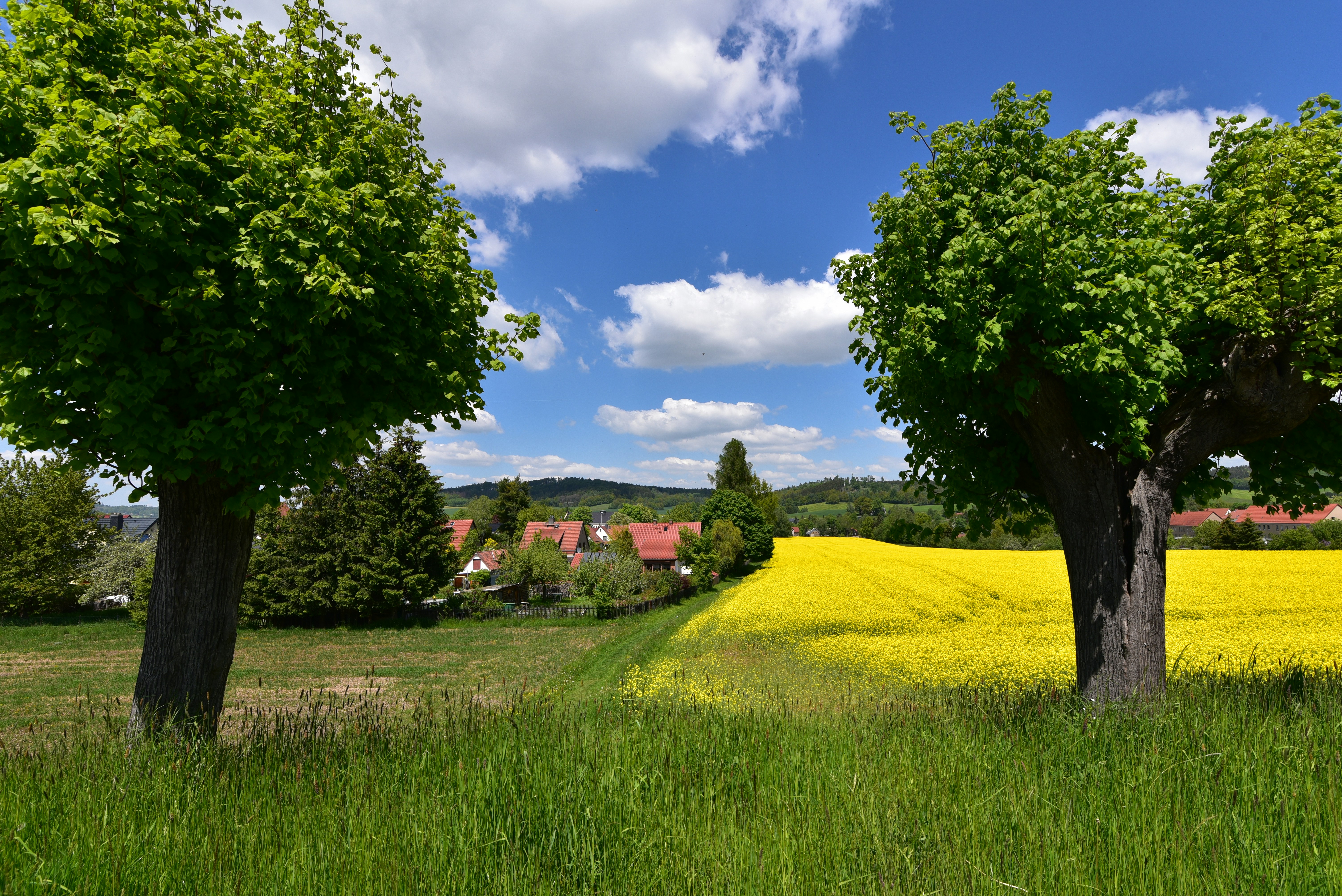 drei Bäume in einem Feld mit gelben Blumen