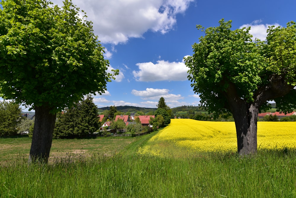 three trees in a field of yellow flowers