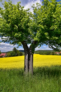 a tree in a field of yellow flowers