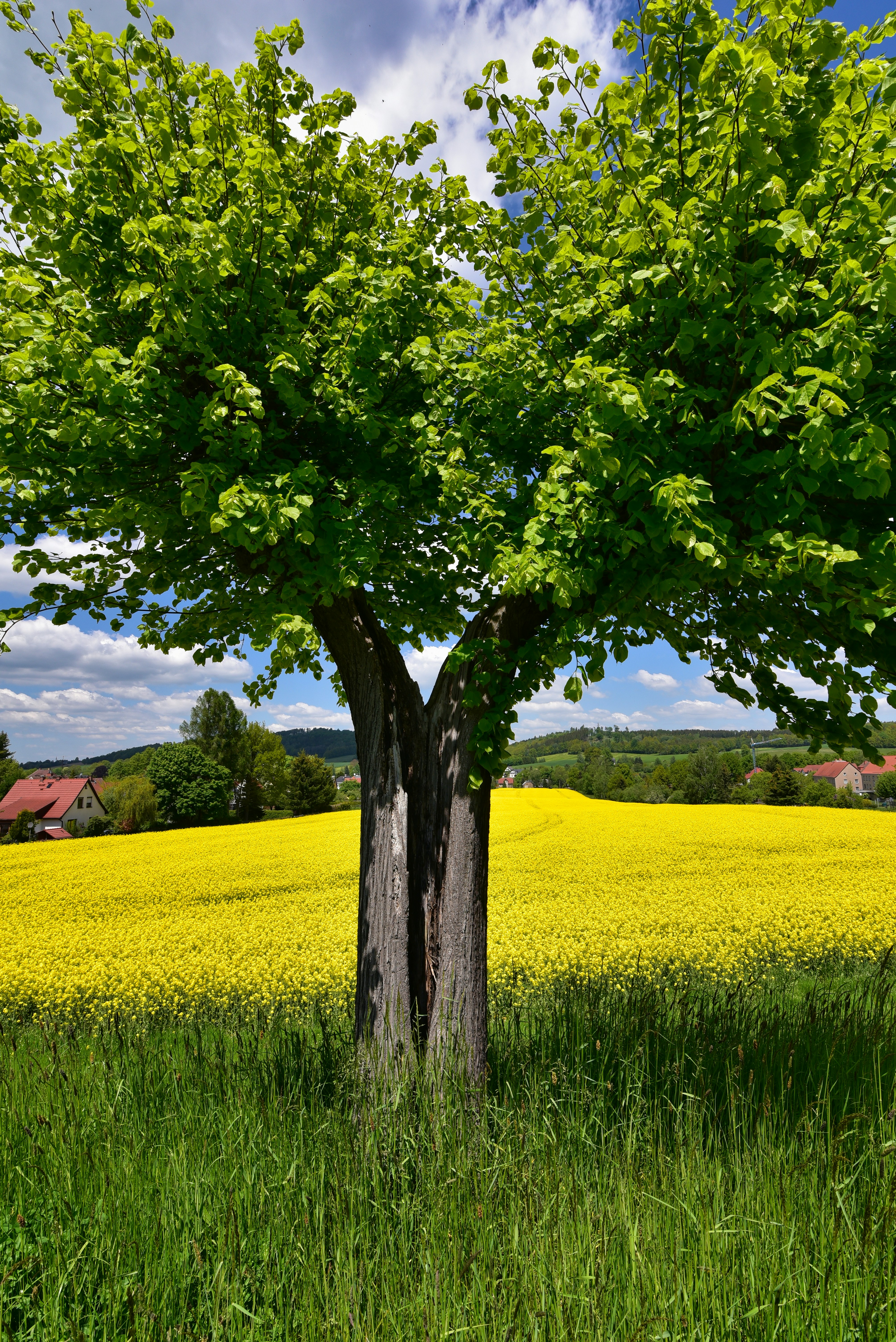 Frühling auf dem Land / Spring in the country