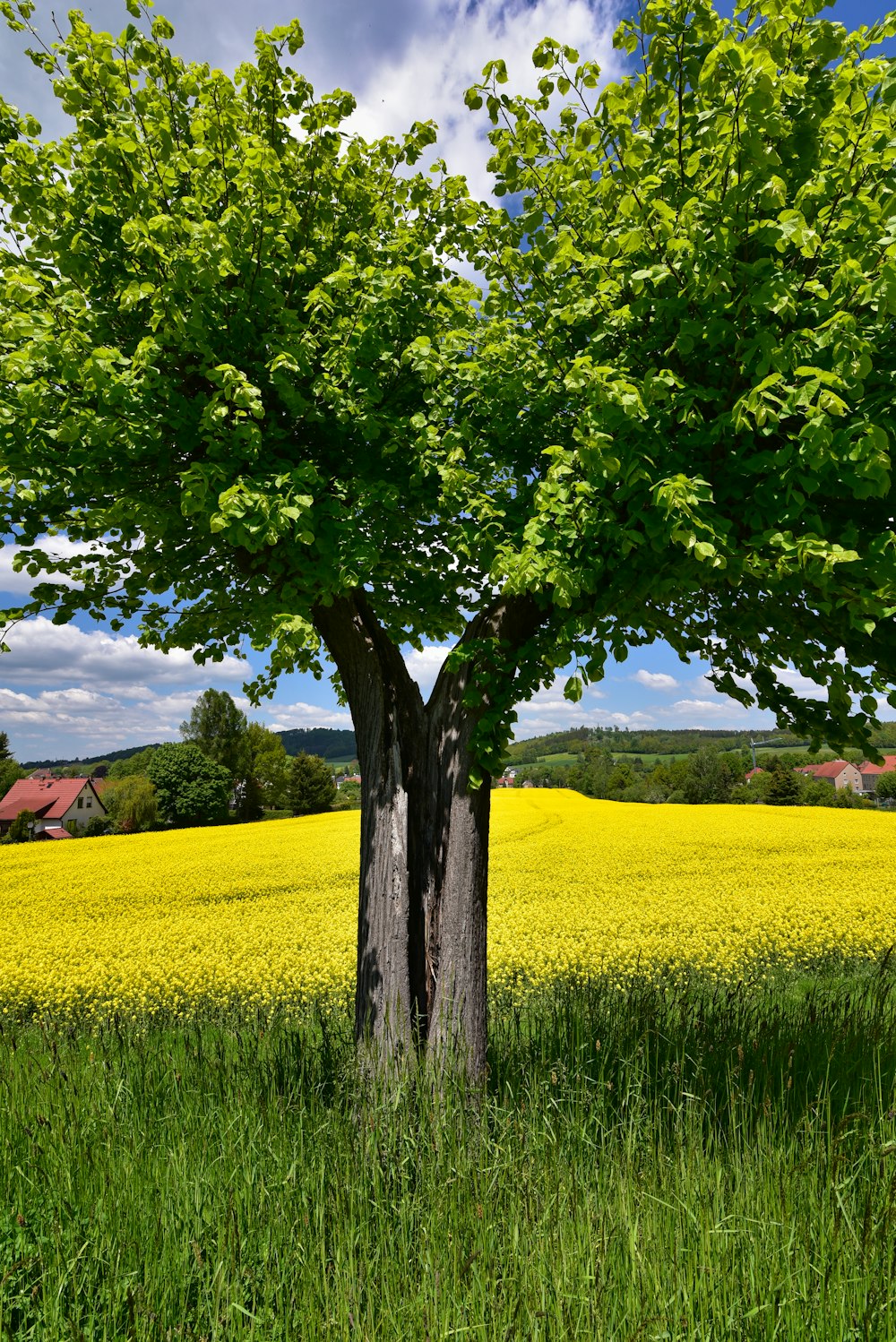 a tree in a field of yellow flowers