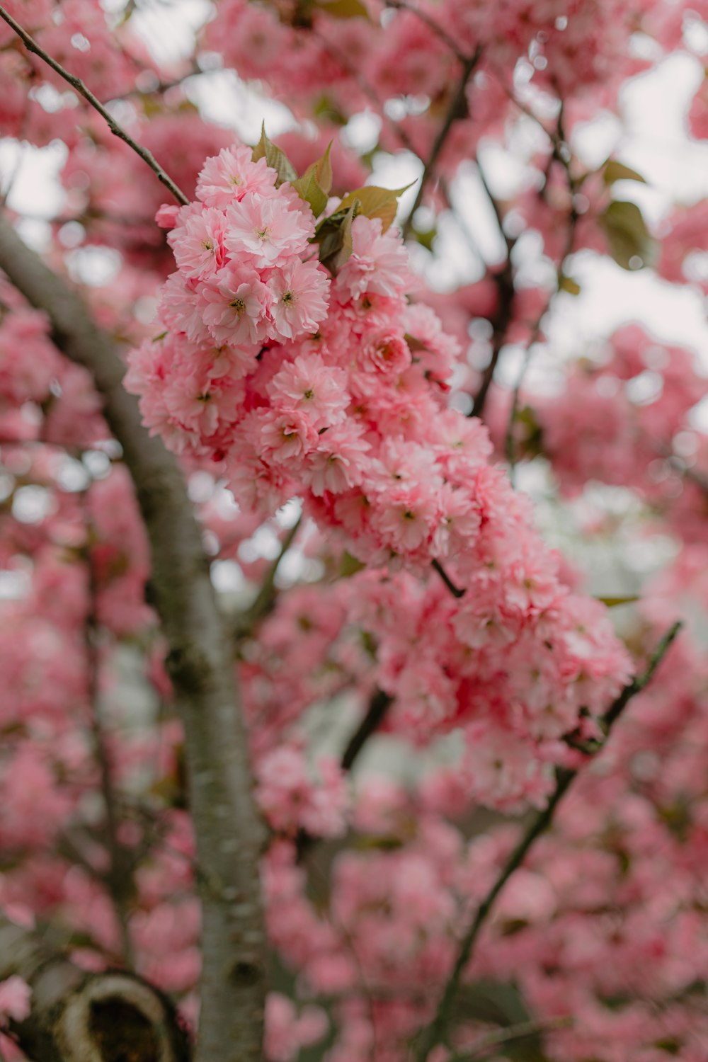 a tree with pink flowers in the rain