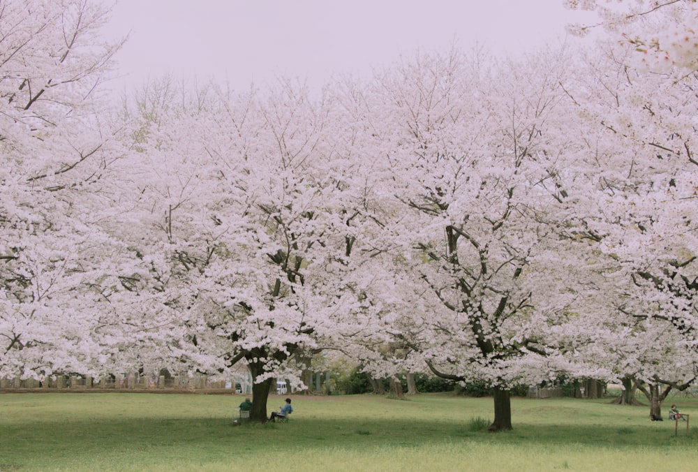 a person sitting on a bench under a tree