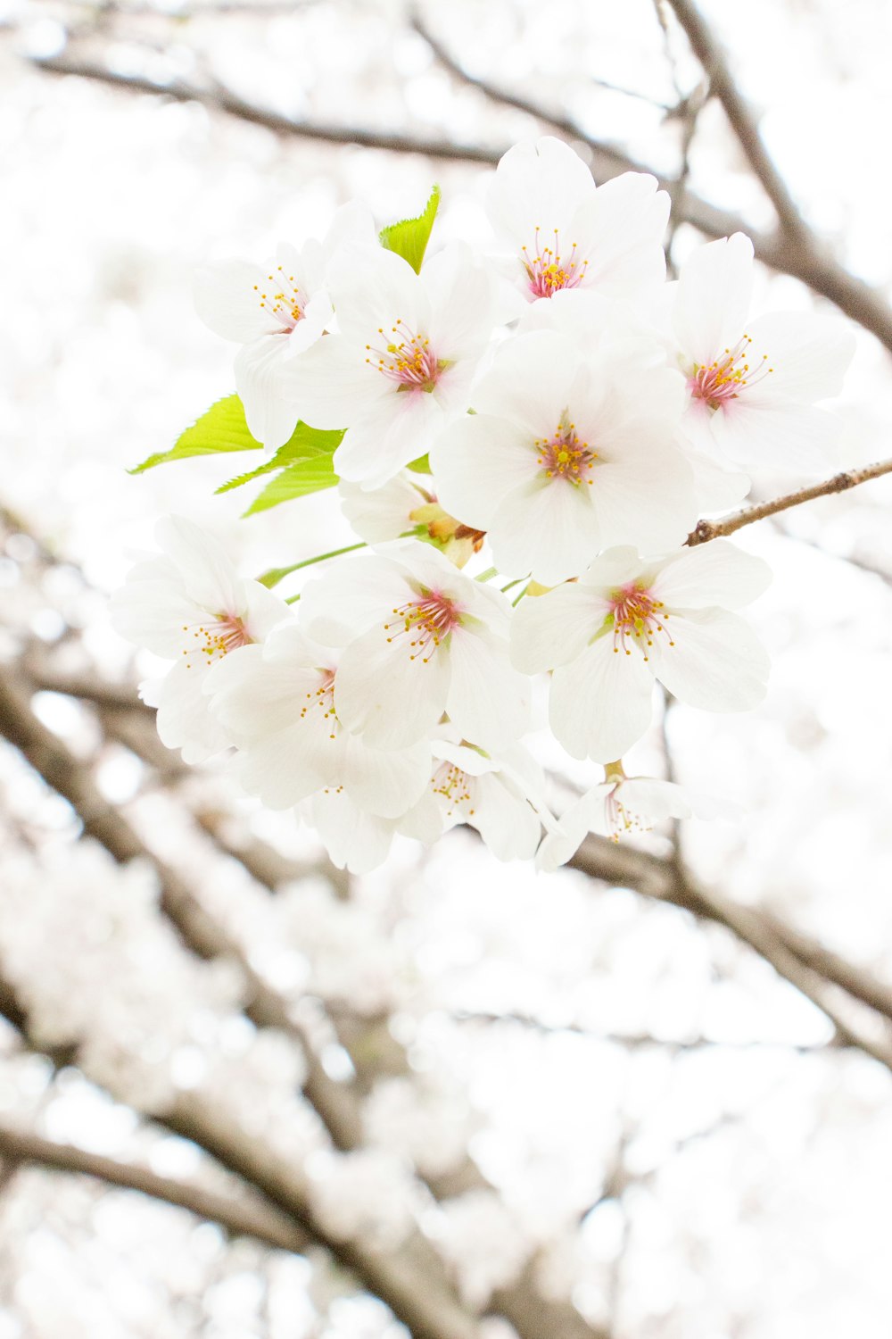 a branch of a tree with white flowers