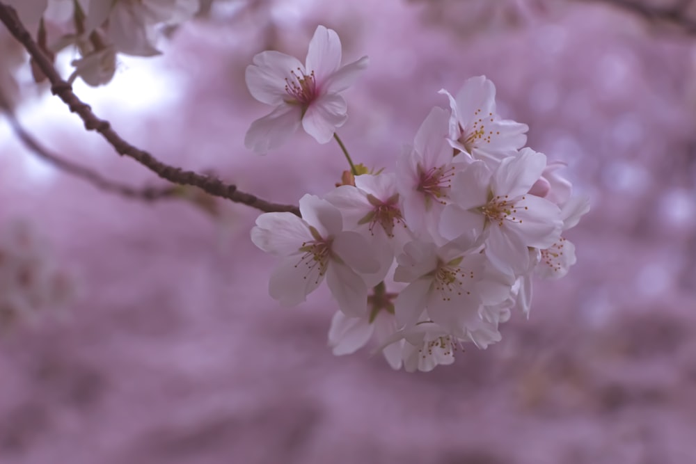 a close up of a branch with flowers on it