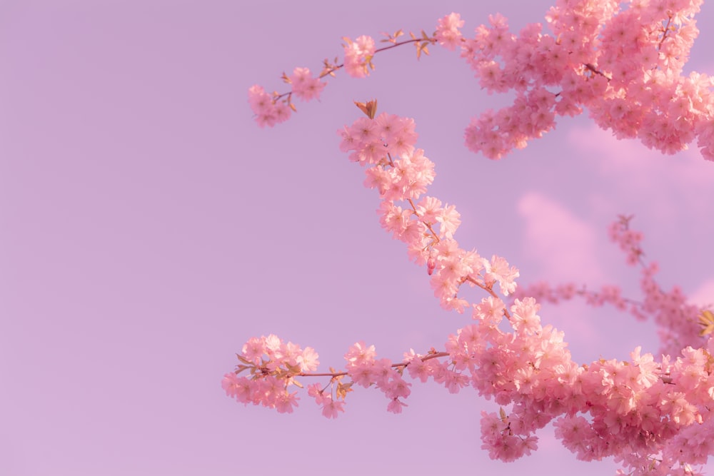 a branch of a tree with pink flowers