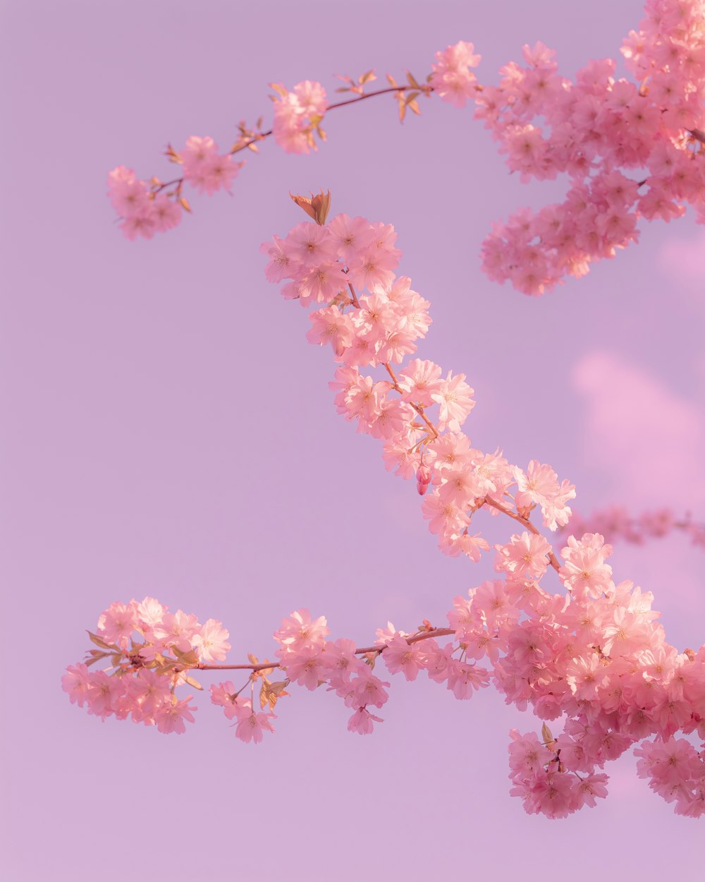 a branch of a cherry tree with pink flowers