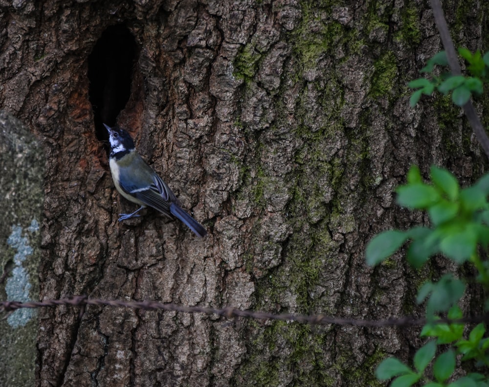 a bird sitting on the side of a tree trunk