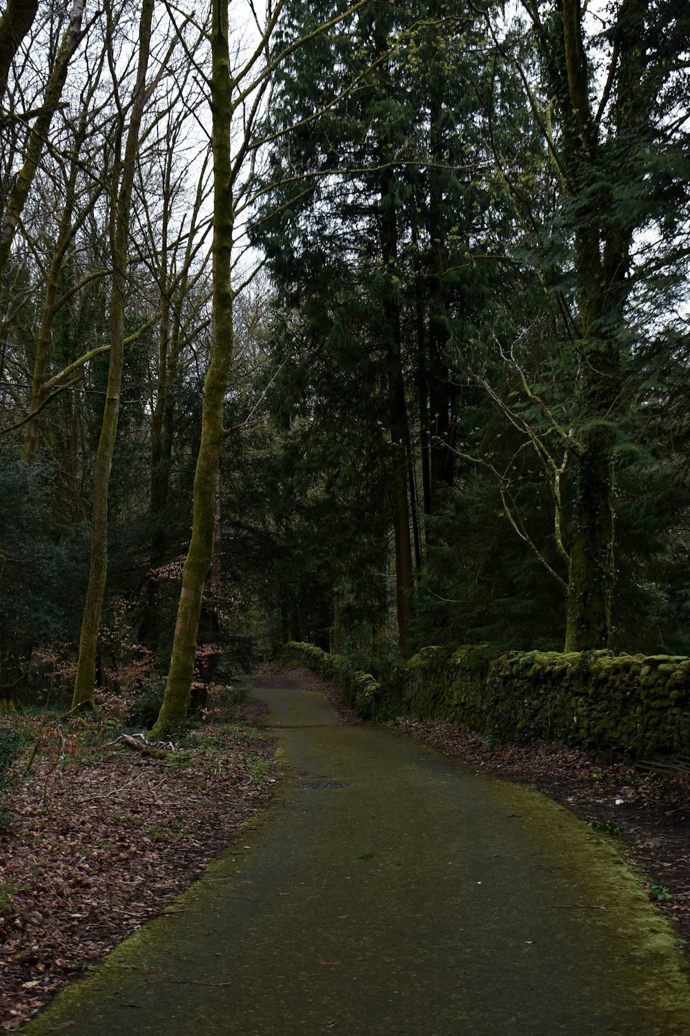 a path in the middle of a wooded area