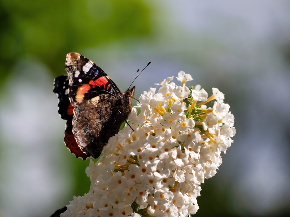 a close up of a butterfly on a flower