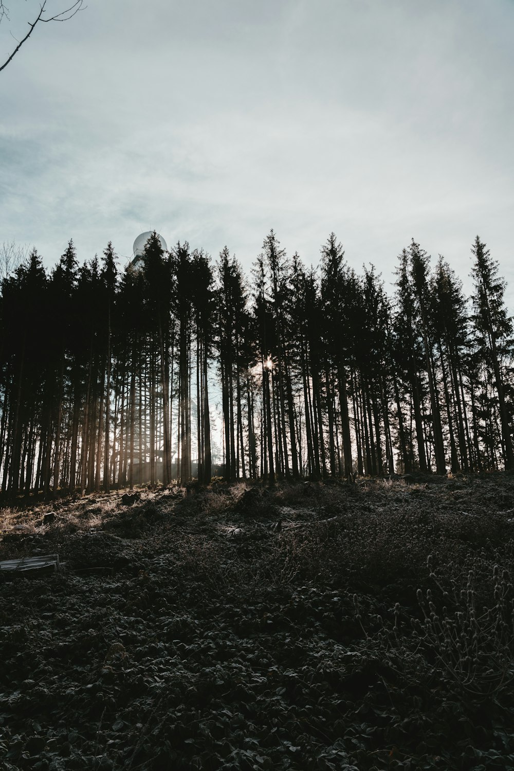 the sun is shining through the trees in the forest