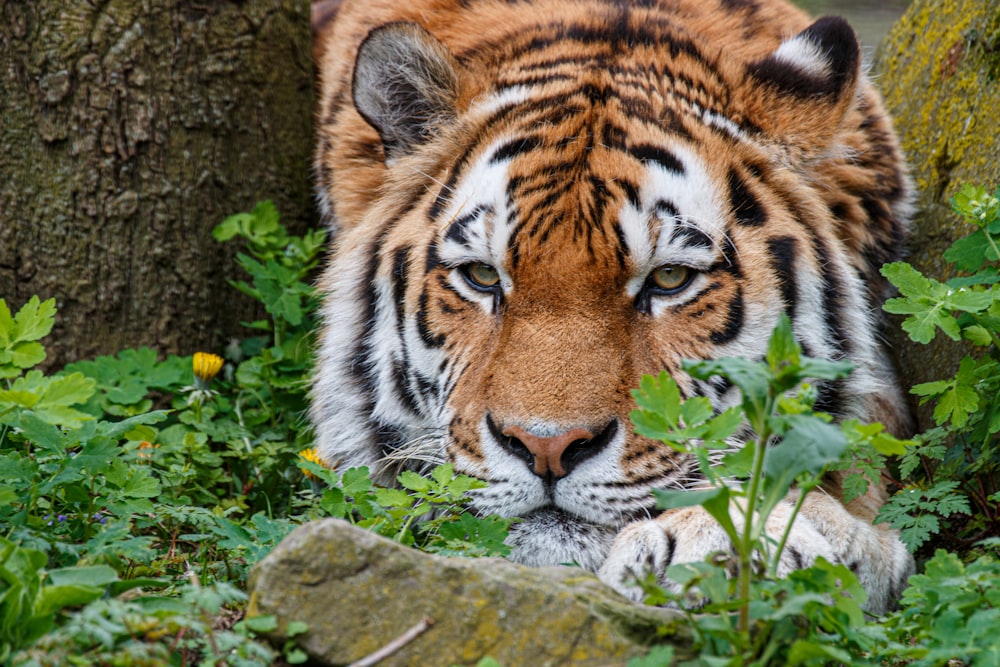 a tiger laying in the grass next to a tree