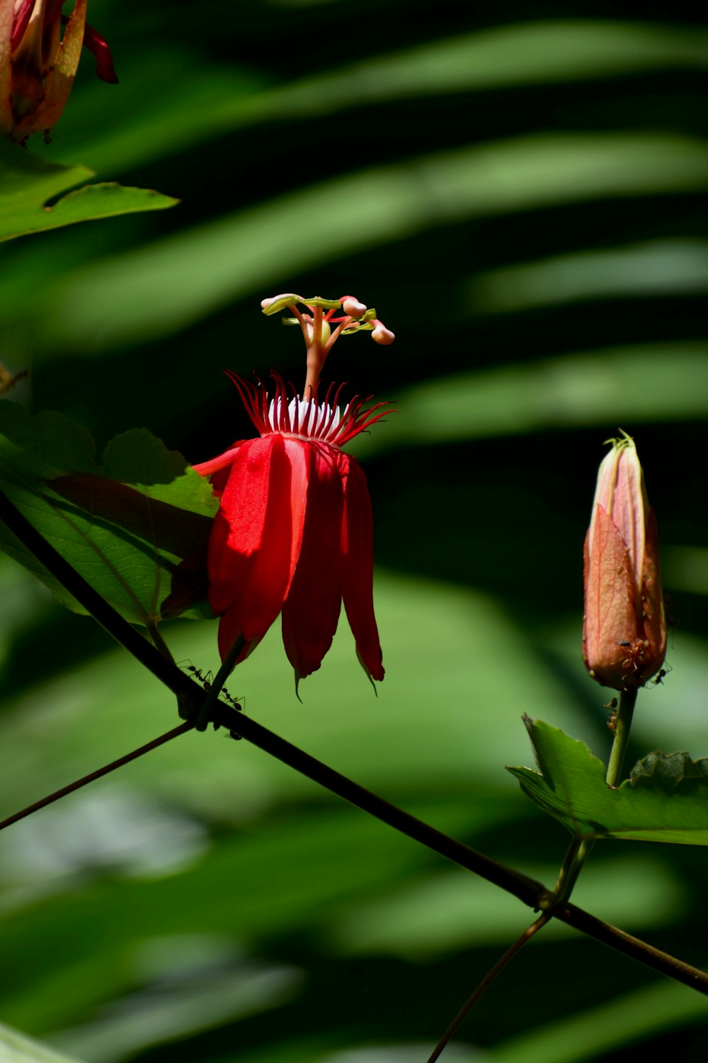 a close up of a red flower on a branch